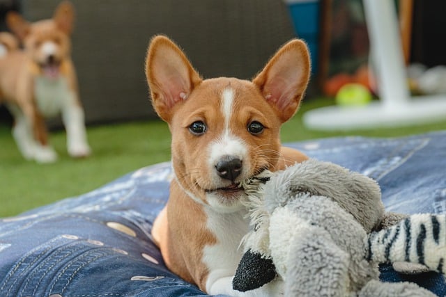 Basenji Challenges: Mischief and Destruction Basenji Challenges: Mischief and Destruction