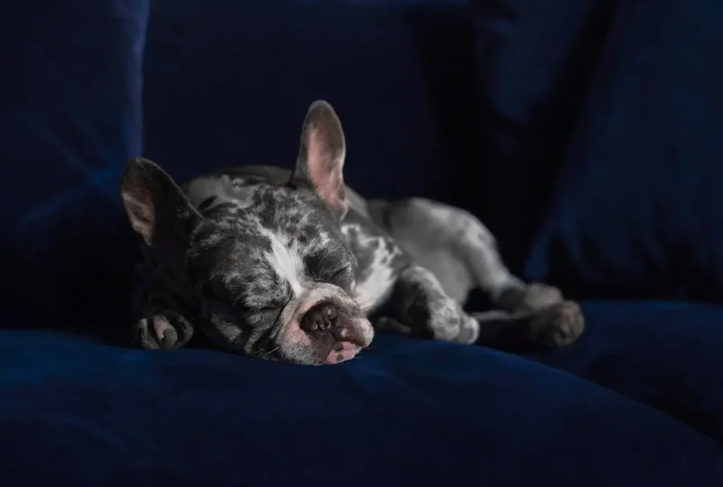 Frenchie Puppy Sleeping Alone French Bulldog sleeping peacefully on dark blue couch, showcasing calm behavior when left alone