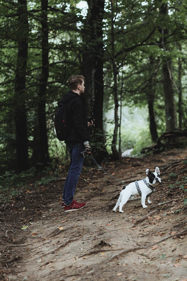 Frenchie Hiking Frenchie Hiking