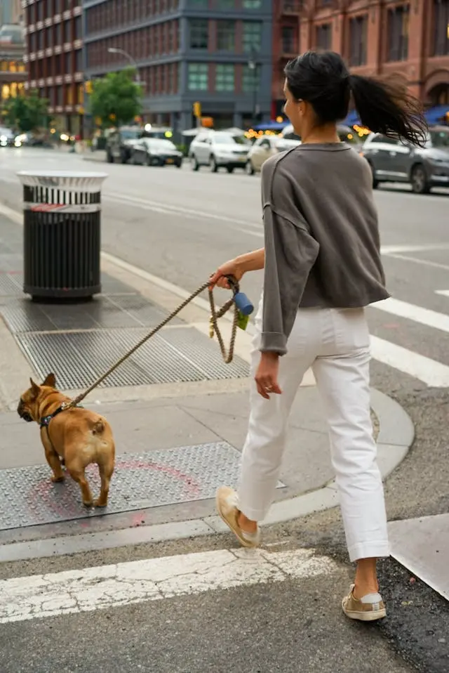 French Bulldog Walking French Bulldog with professional dog walker