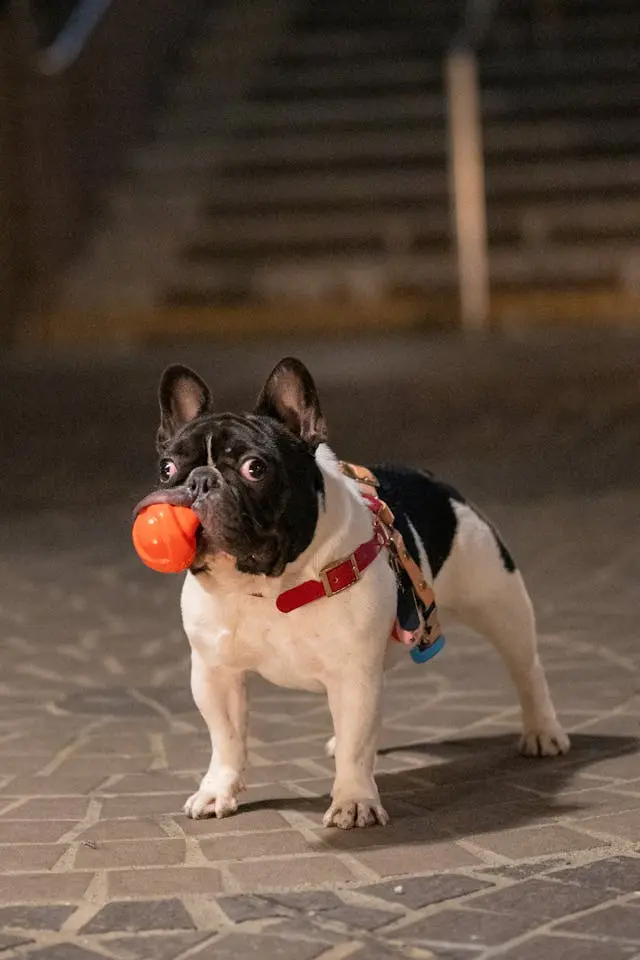 Frenchie with toy Frenchie with toy